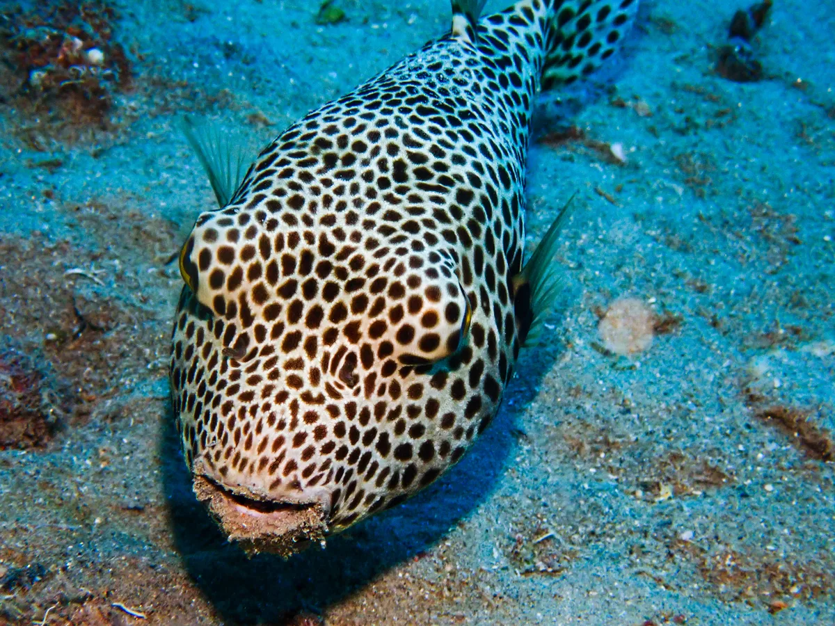 Starry Puffer