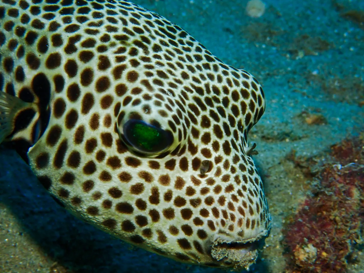 Starry Puffer