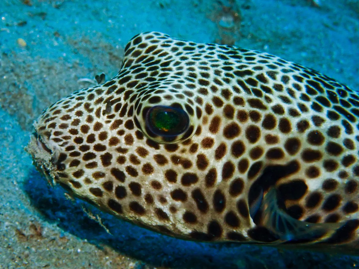 Starry Puffer