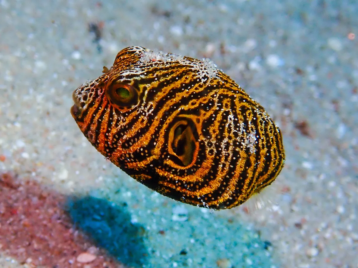 Starry Puffer (juvenile)