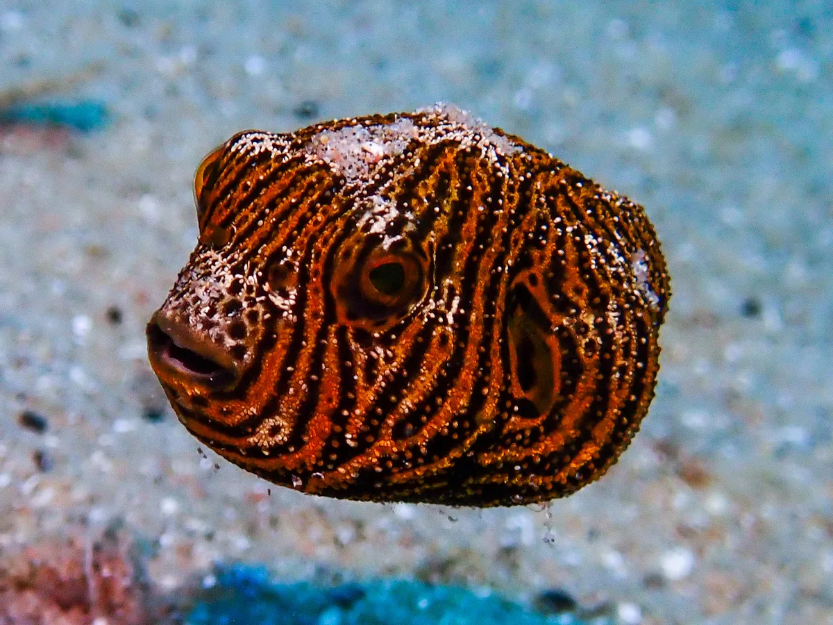 Starry Puffer (juvenile)