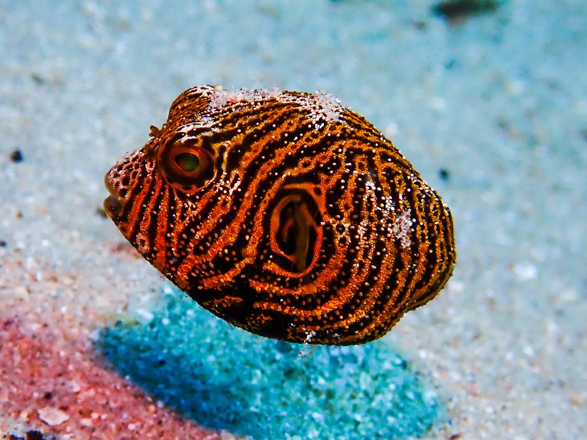 Starry Puffer (juvenile)