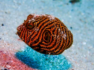 Starry Puffer (juvenile)