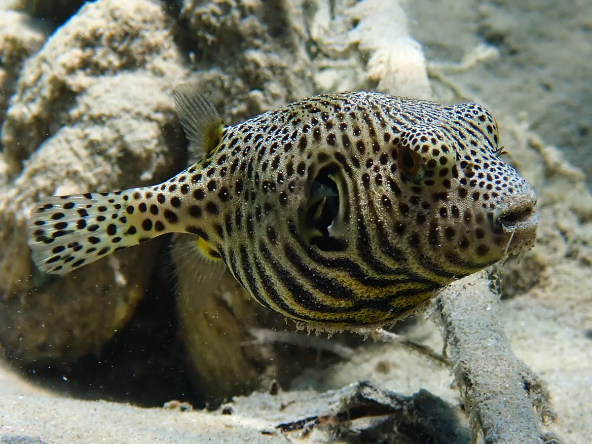 Starry Puffer (Juvenile)