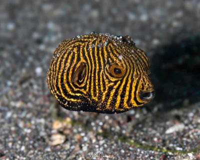 Arothron stellatus - Rojas, lembeh