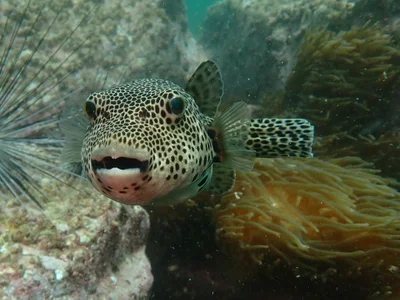 Arothron stellatus - 香港