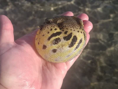 Arothron stellatus - Australia