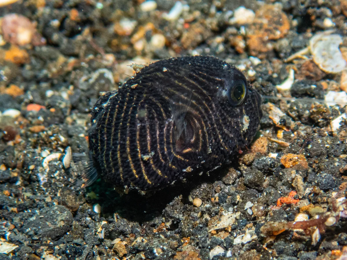 Arothron stellatus - Lembeh Strait, Indonesia