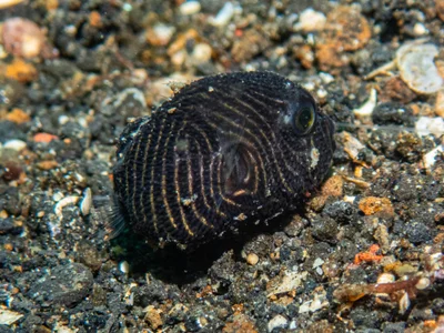 Arothron stellatus - Lembeh Strait, Indonesia
