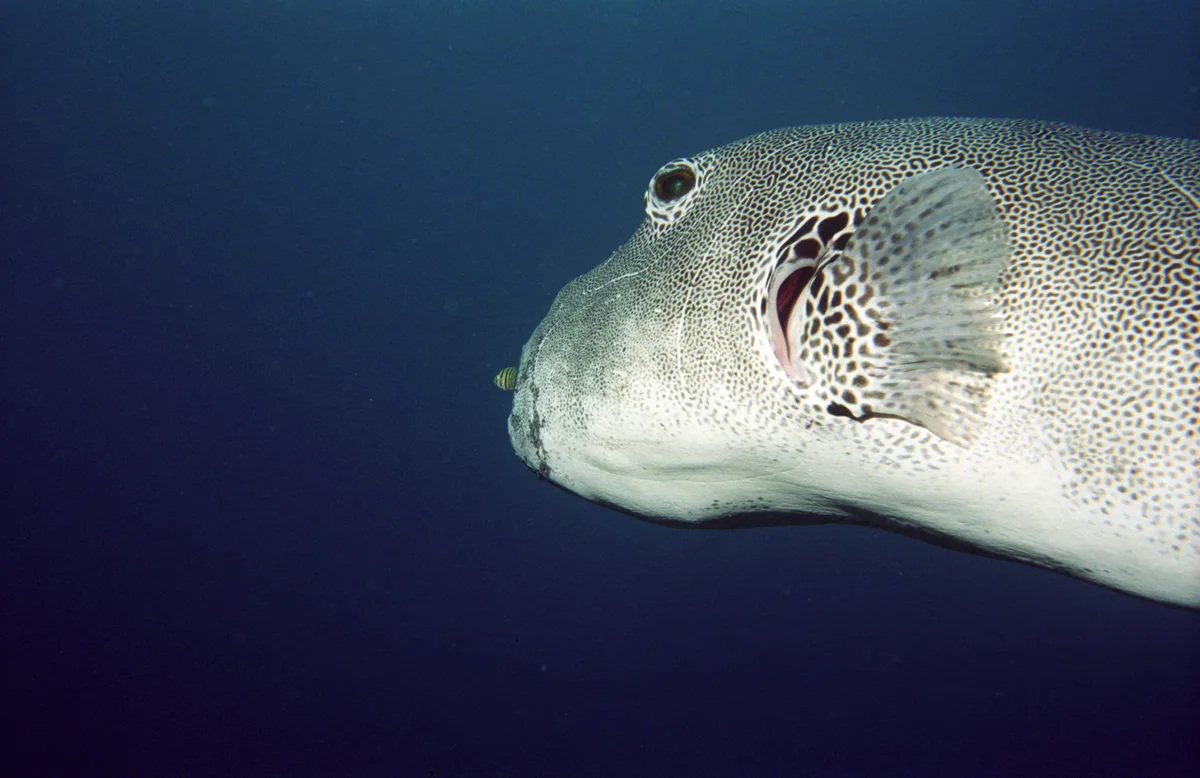 Arothron stellatus - FM