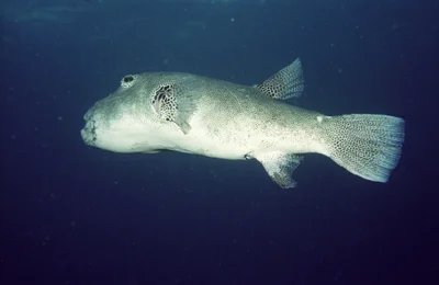 Arothron stellatus - FM