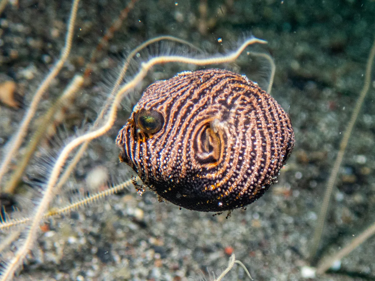 Arothron stellatus - Lembeh Strait, Indonesia