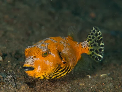 Arothron stellatus - Tulamben, Kubu, Karangasem Regency, Bali, Indonesia