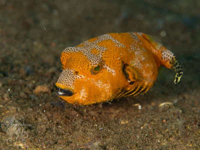 Arothron stellatus - Tulamben, Kubu, Karangasem Regency, Bali, Indonesia