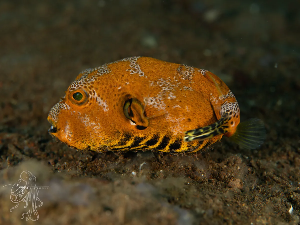 Arothron stellatus - Tulamben, Kubu, Karangasem Regency, Bali, Indonesia