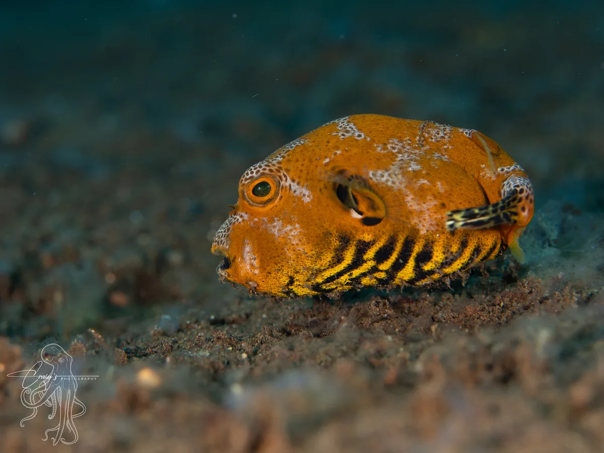 Arothron stellatus - Tulamben, Kubu, Karangasem Regency, Bali, Indonesia