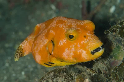 Arothron stellatus - TK1, Lembeh Strait, Indonesia