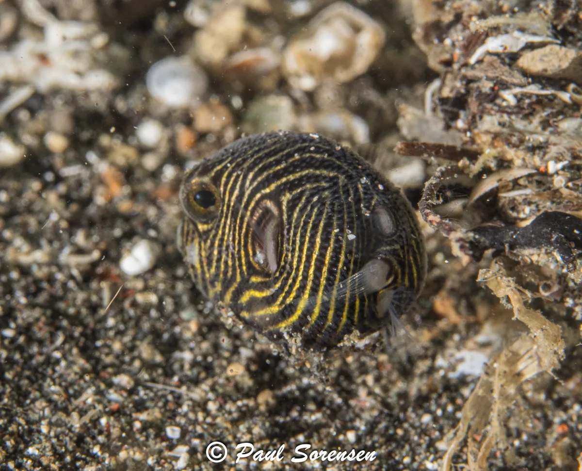 Arothron stellatus - Lembeh Strait, Indonesia