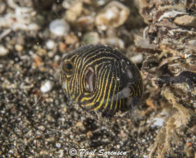Arothron stellatus - Lembeh Strait, Indonesia