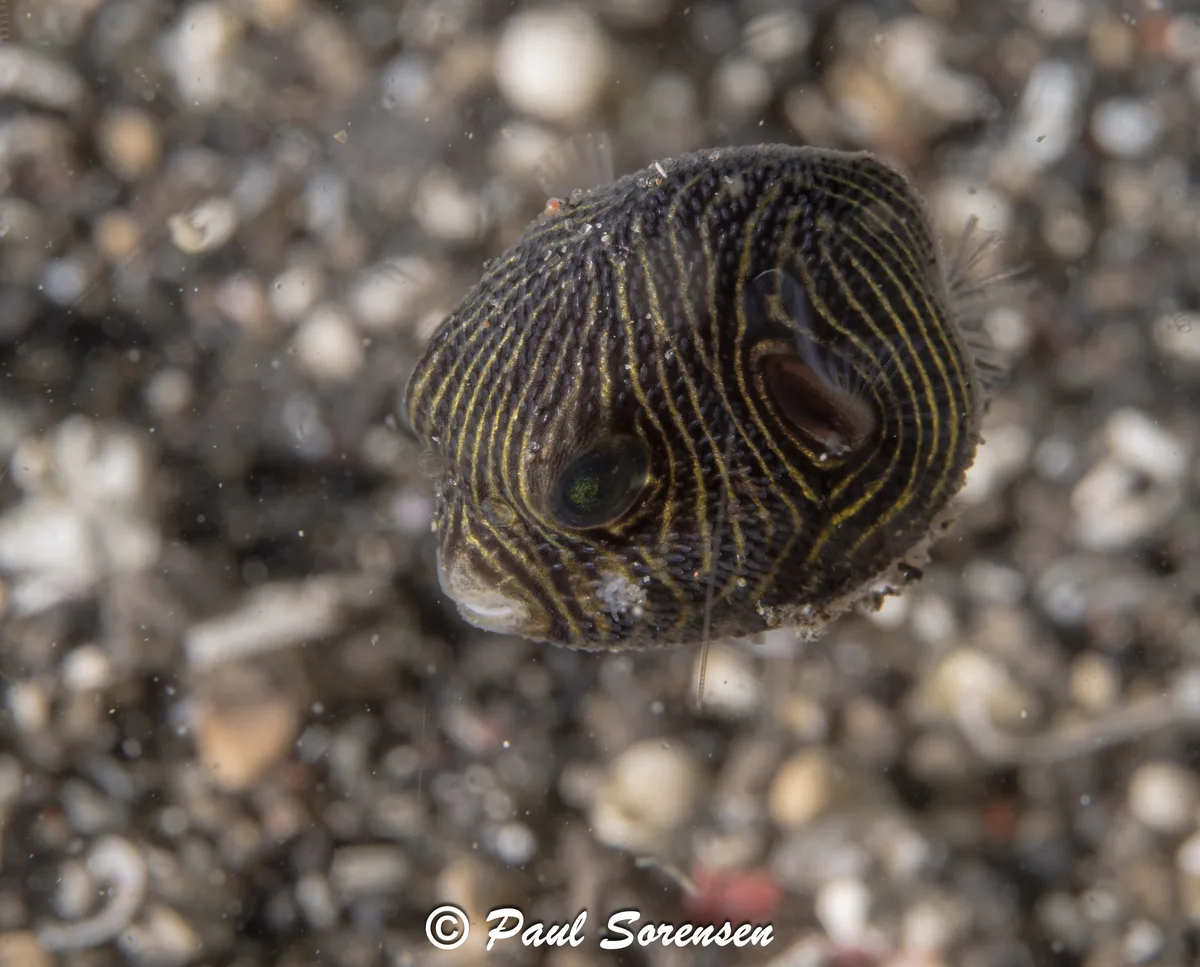 Arothron stellatus - Lembeh Strait, Indonesia