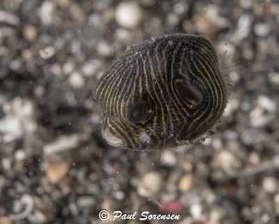 Arothron stellatus - Lembeh Strait, Indonesia