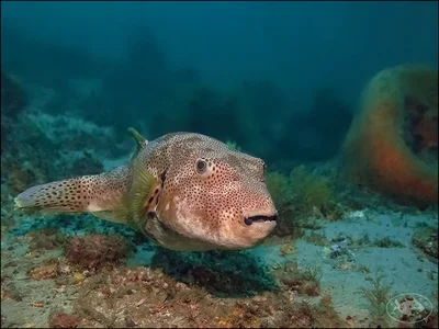 Arothron stellatus - Nelson Bay, New South Wales, Australia