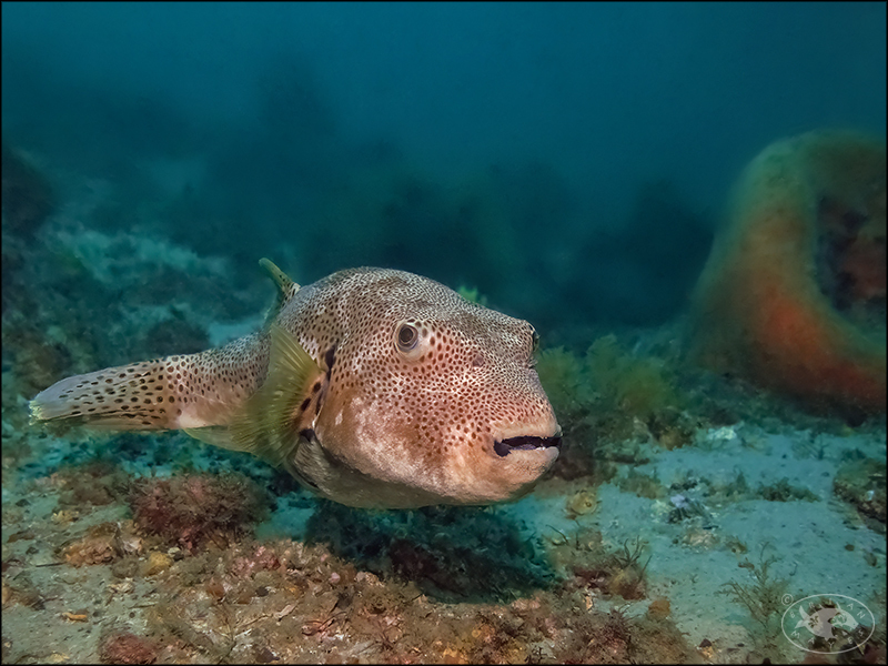 Arothron stellatus - Nelson Bay, New South Wales, Australia
