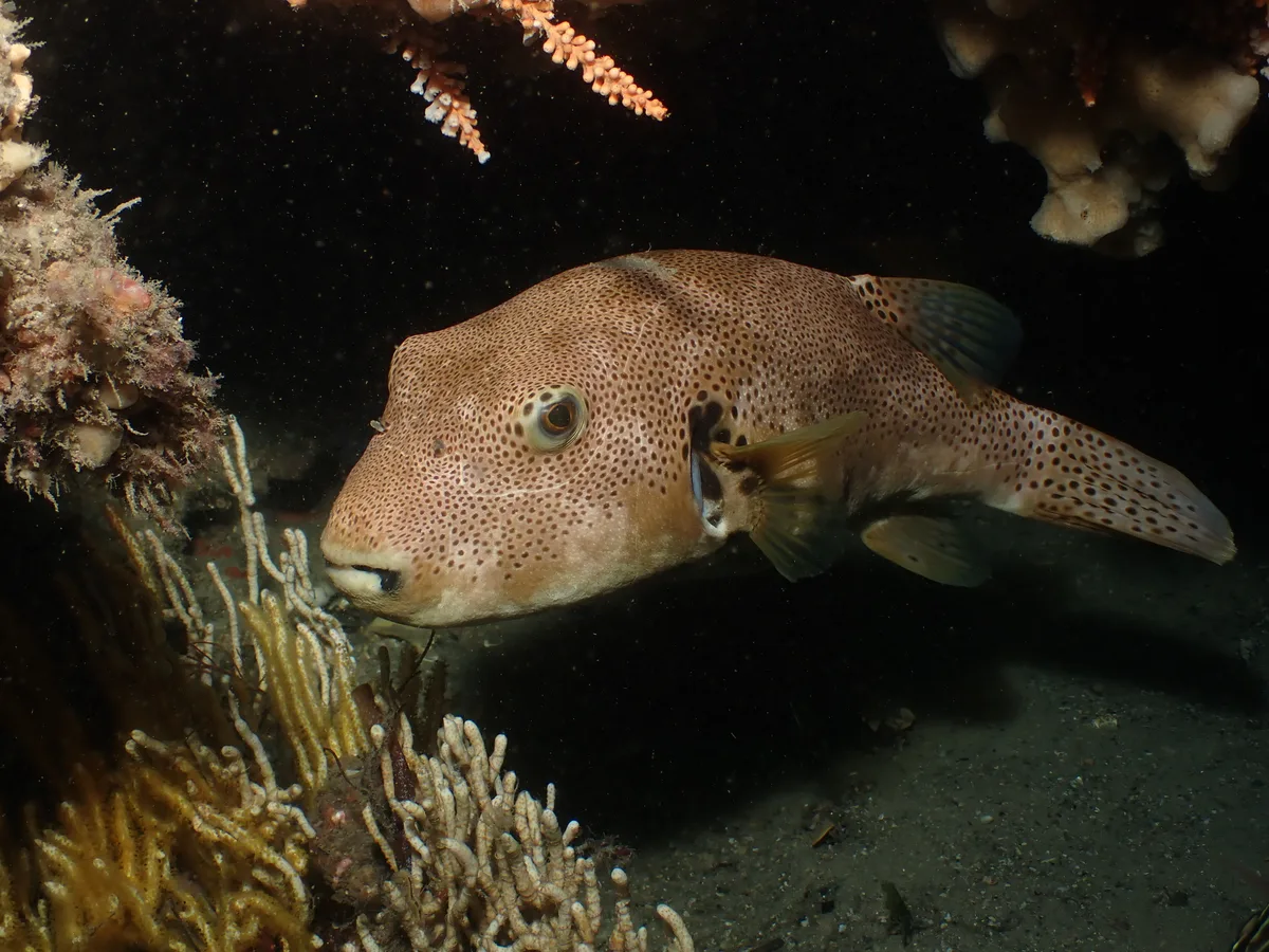 Arothron stellatus - Port Stephens, New South Wales, Australia