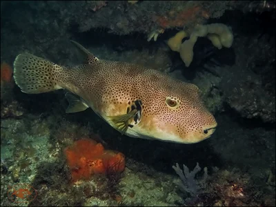 Arothron stellatus - Nelson Bay, New South Wales, Australia