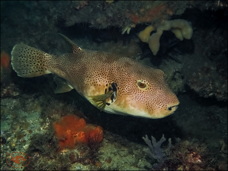 Arothron stellatus - Nelson Bay, New South Wales, Australia