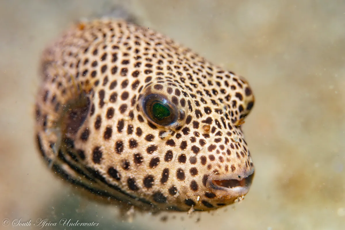 Arothron stellatus - eThekwini, ZA-NL, ZA