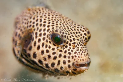 Arothron stellatus - eThekwini, ZA-NL, ZA
