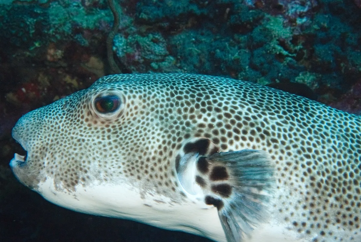 Arothron stellatus - riaanas to jennys paradise Malongane Beach Resort, Ponta do Ouro, Mozambique