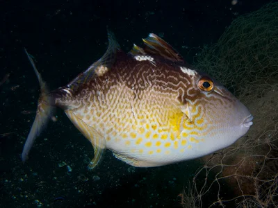 Abalistes stellatus