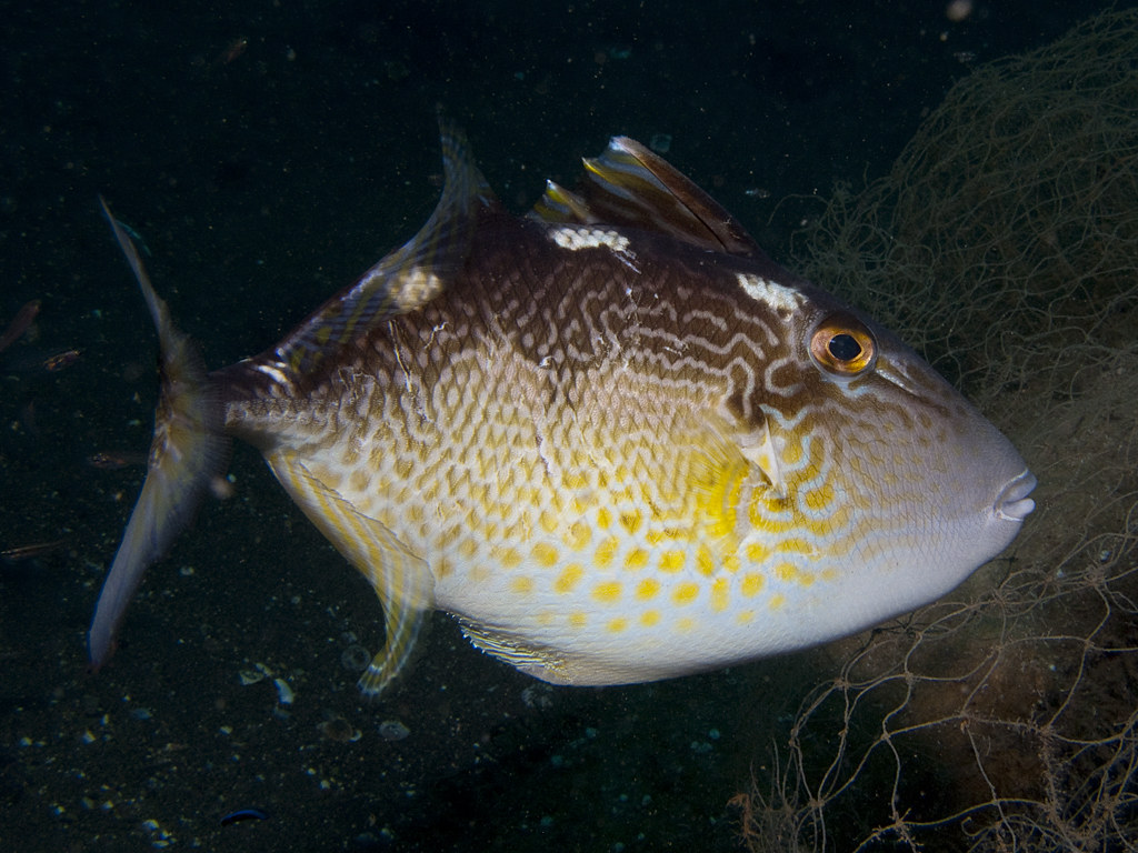 Abalistes stellatus