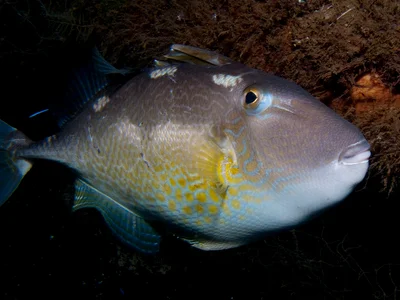 Abalistes stellatus