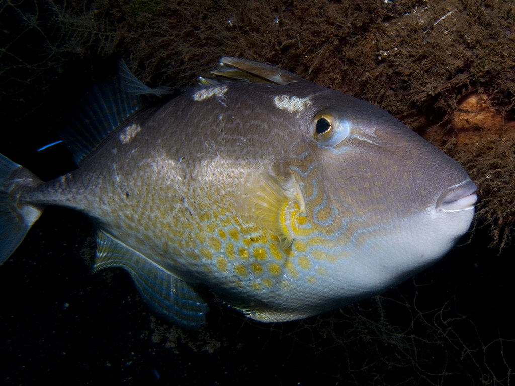 Abalistes stellatus