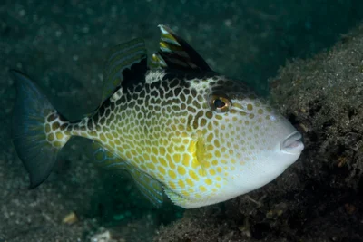 Abalistes stellatus 15 0902