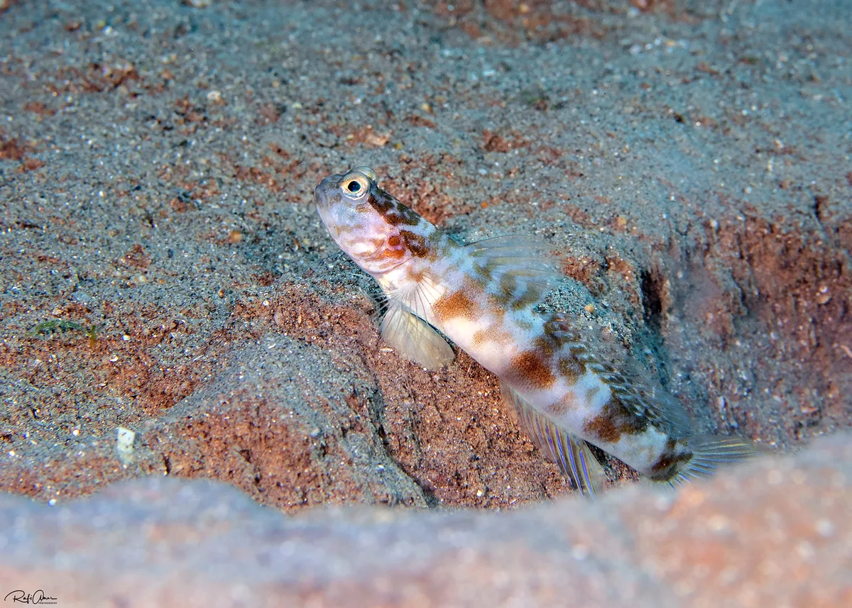 Steinhard’s Shrimpgoby