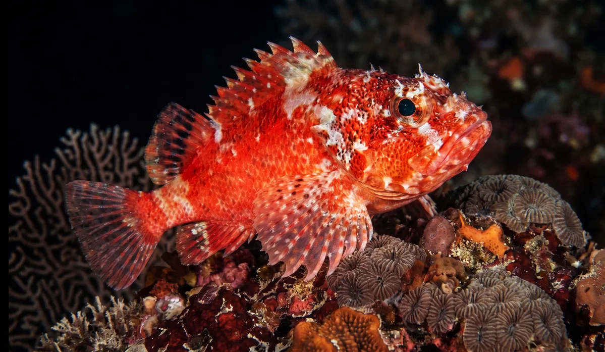 Steinitz’ Scorpionfish