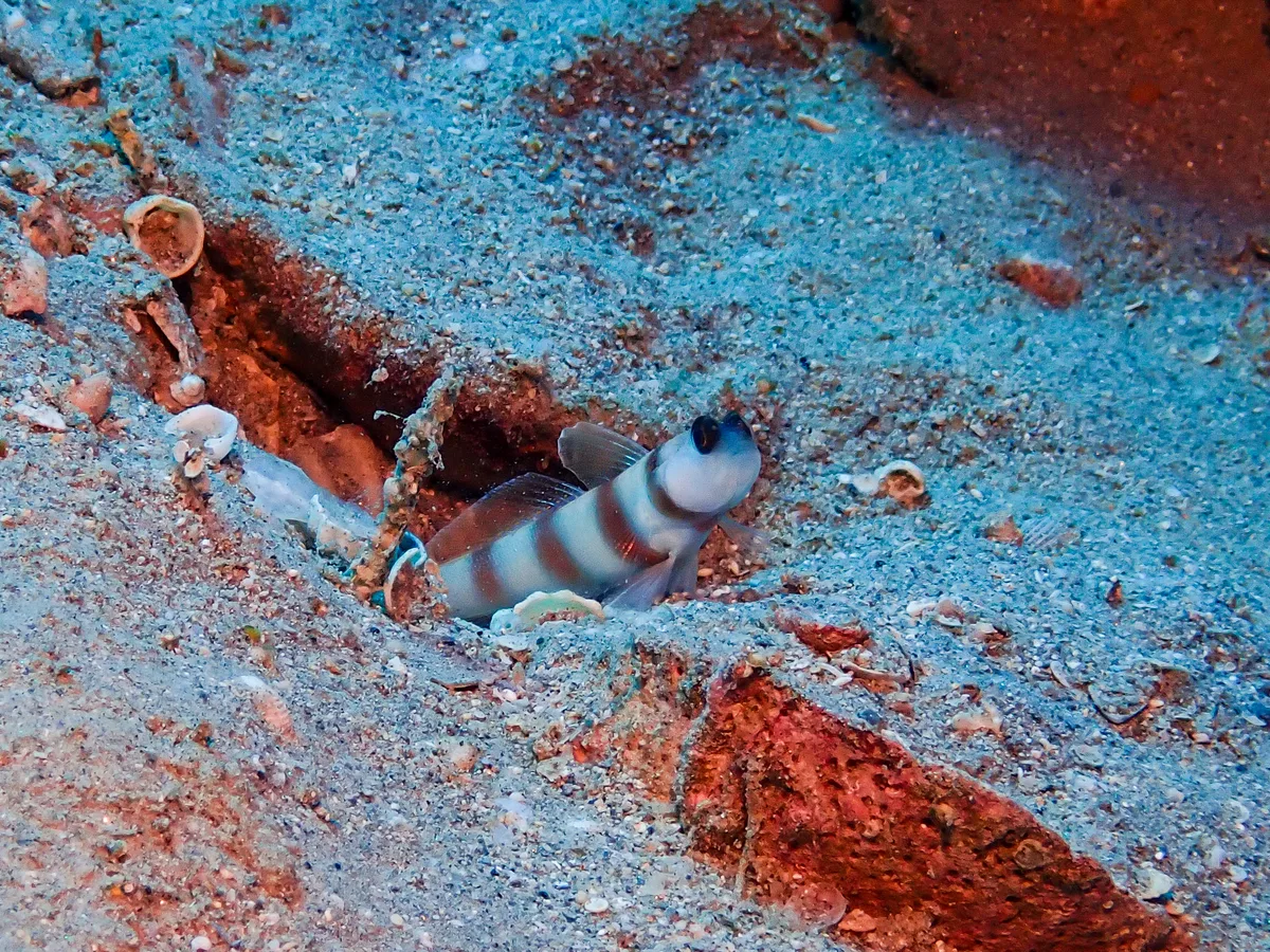 Steinitz Shrimpgoby