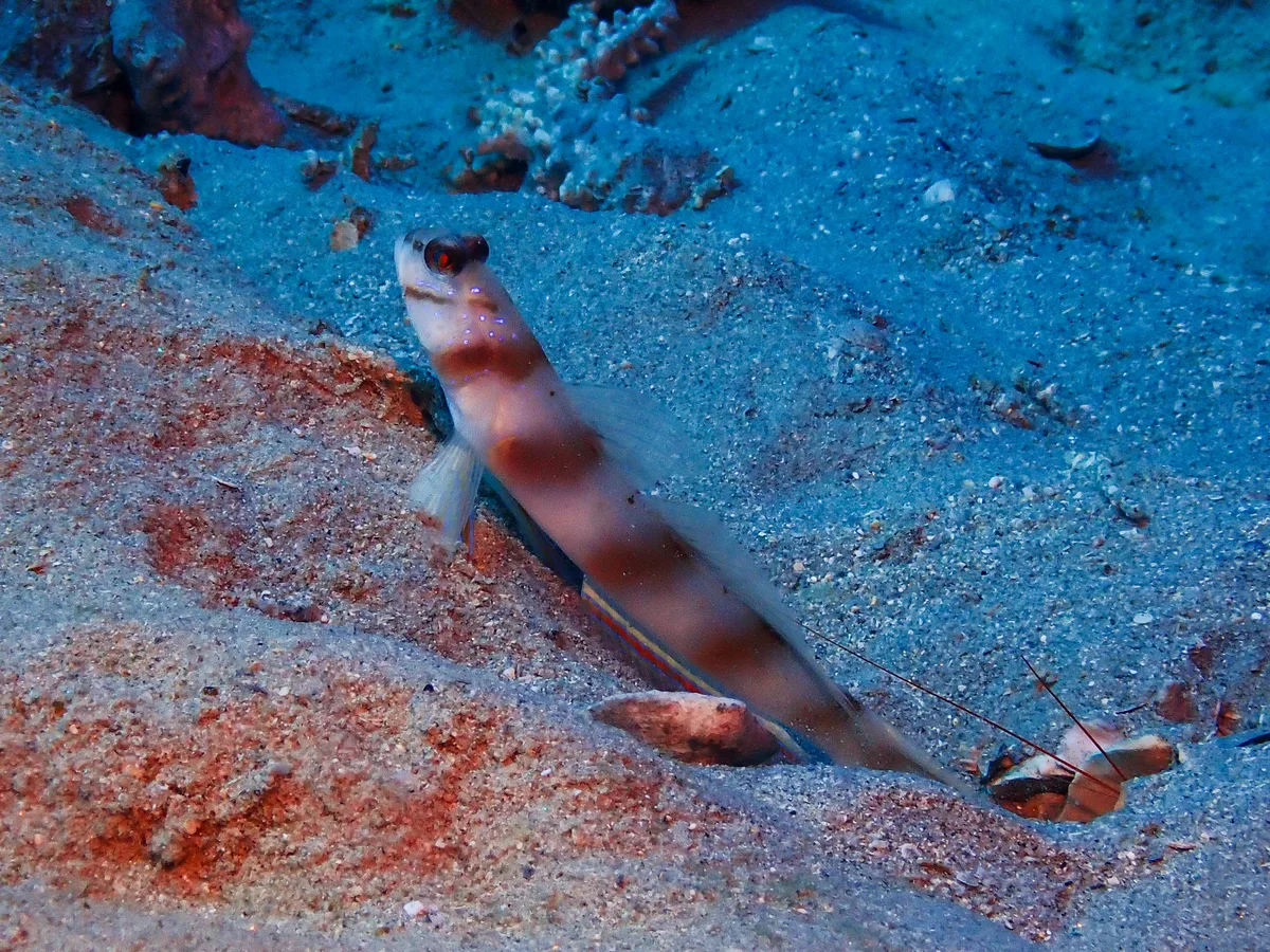 Steinitz Shrimpgoby