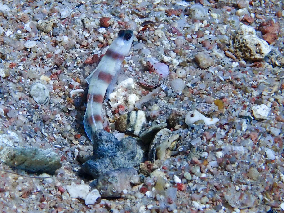 Steinitz Shrimpgoby