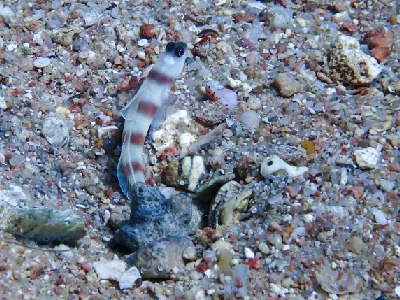Steinitz Shrimpgoby