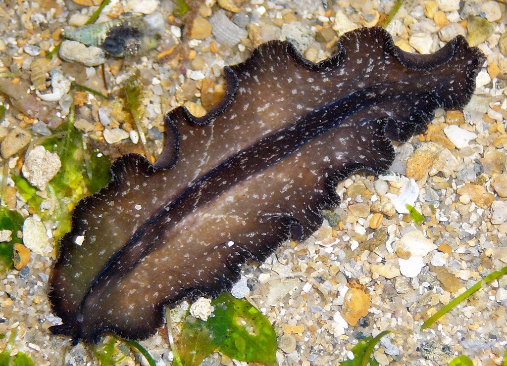 Starry flatworm (Pseudobiceros stellae)