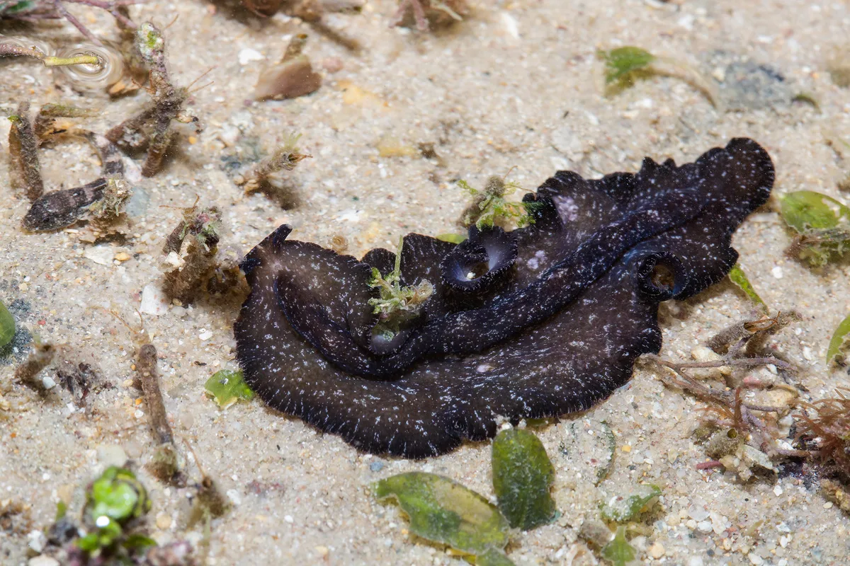 _Z2A2219 Pseudobiceros stellae