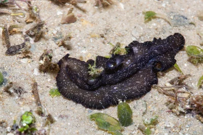 _Z2A2219 Pseudobiceros stellae