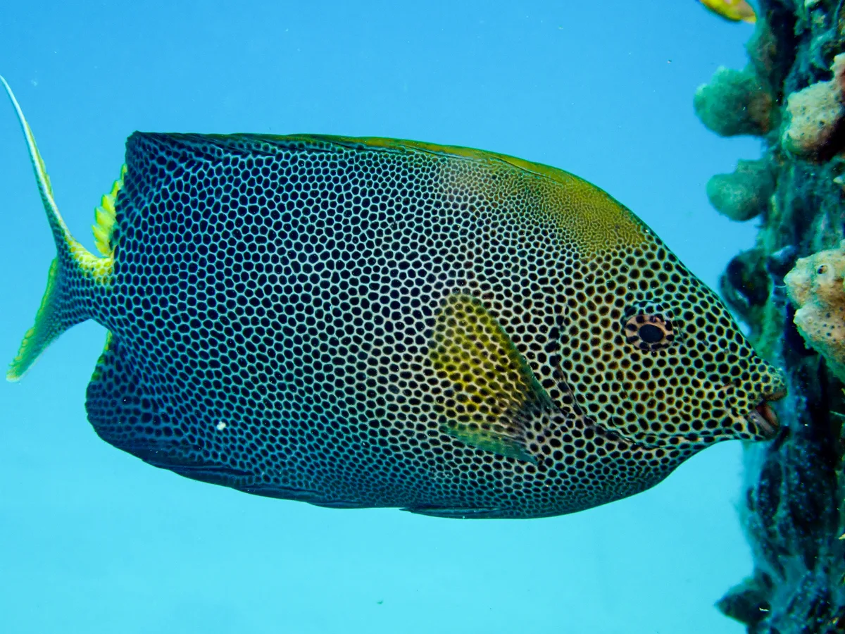 Stellate rabbitfish