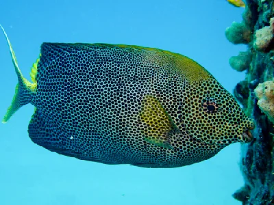 Stellate rabbitfish