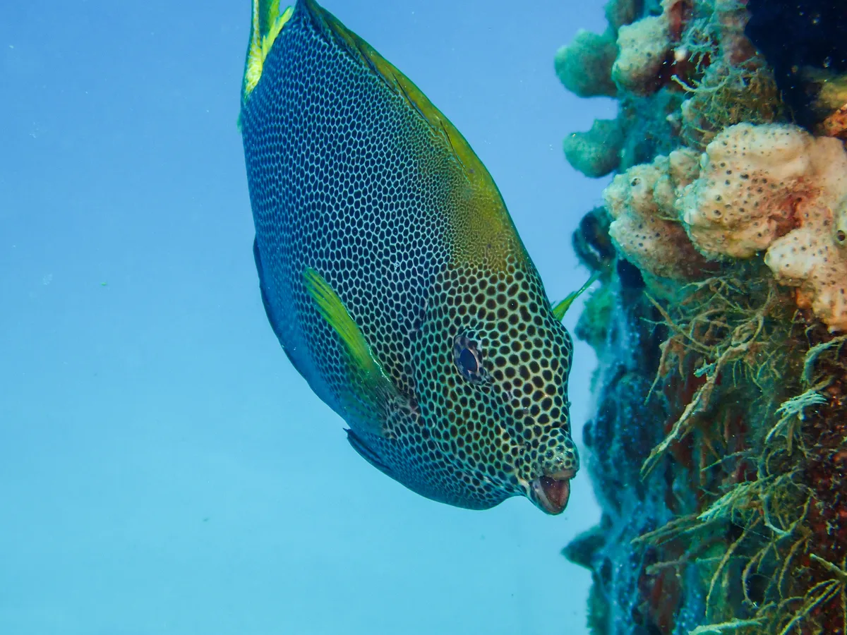 Stellate rabbitfish